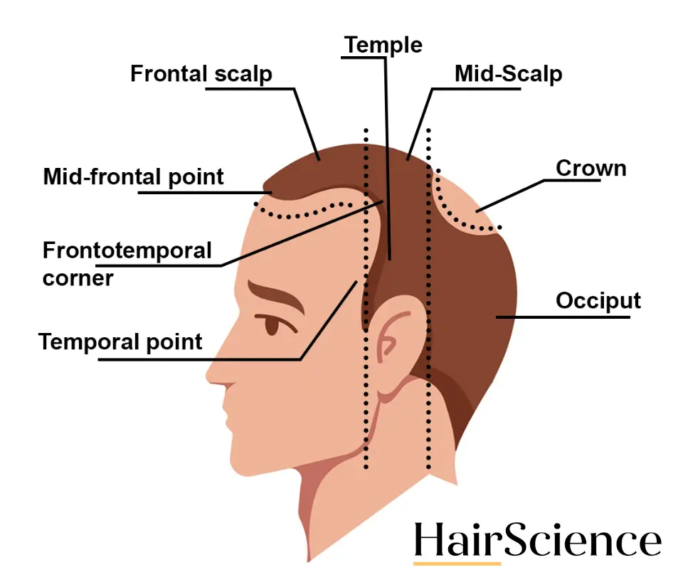 Parts Of The Head And Scalp Anatomy