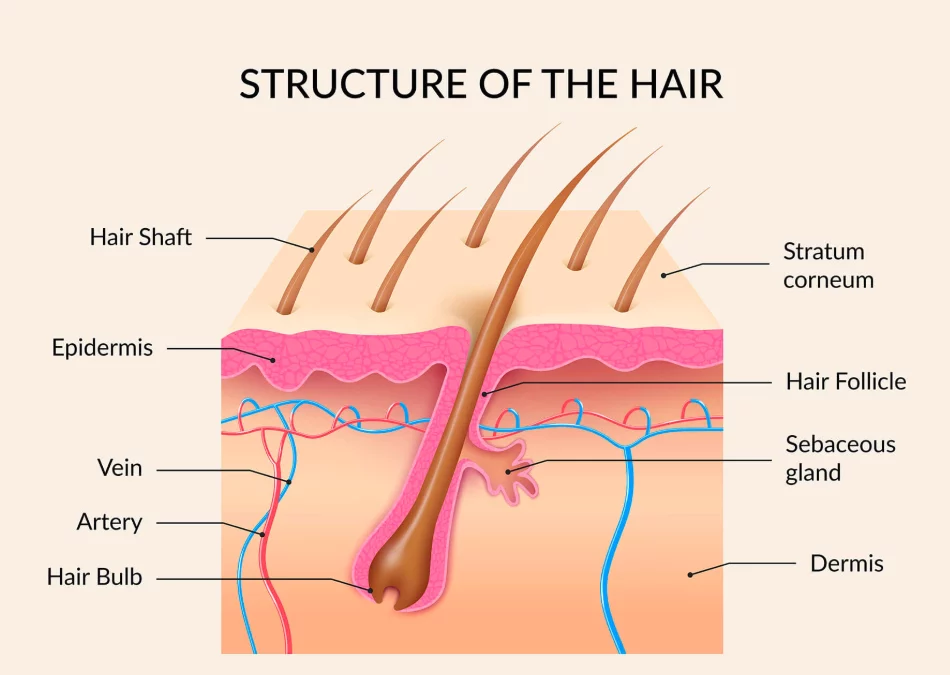 What is a hair follicle?